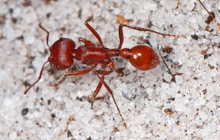 Ant queen gives birth to two different species