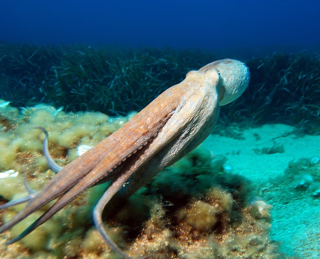 Eco-Vessel’s Haul Highlights Illegal Octopus Fishing in Greece