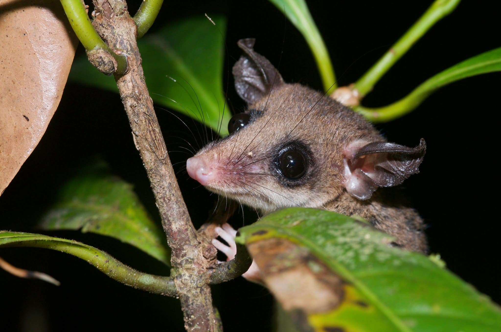A mouse opossum from the genus Marmosa