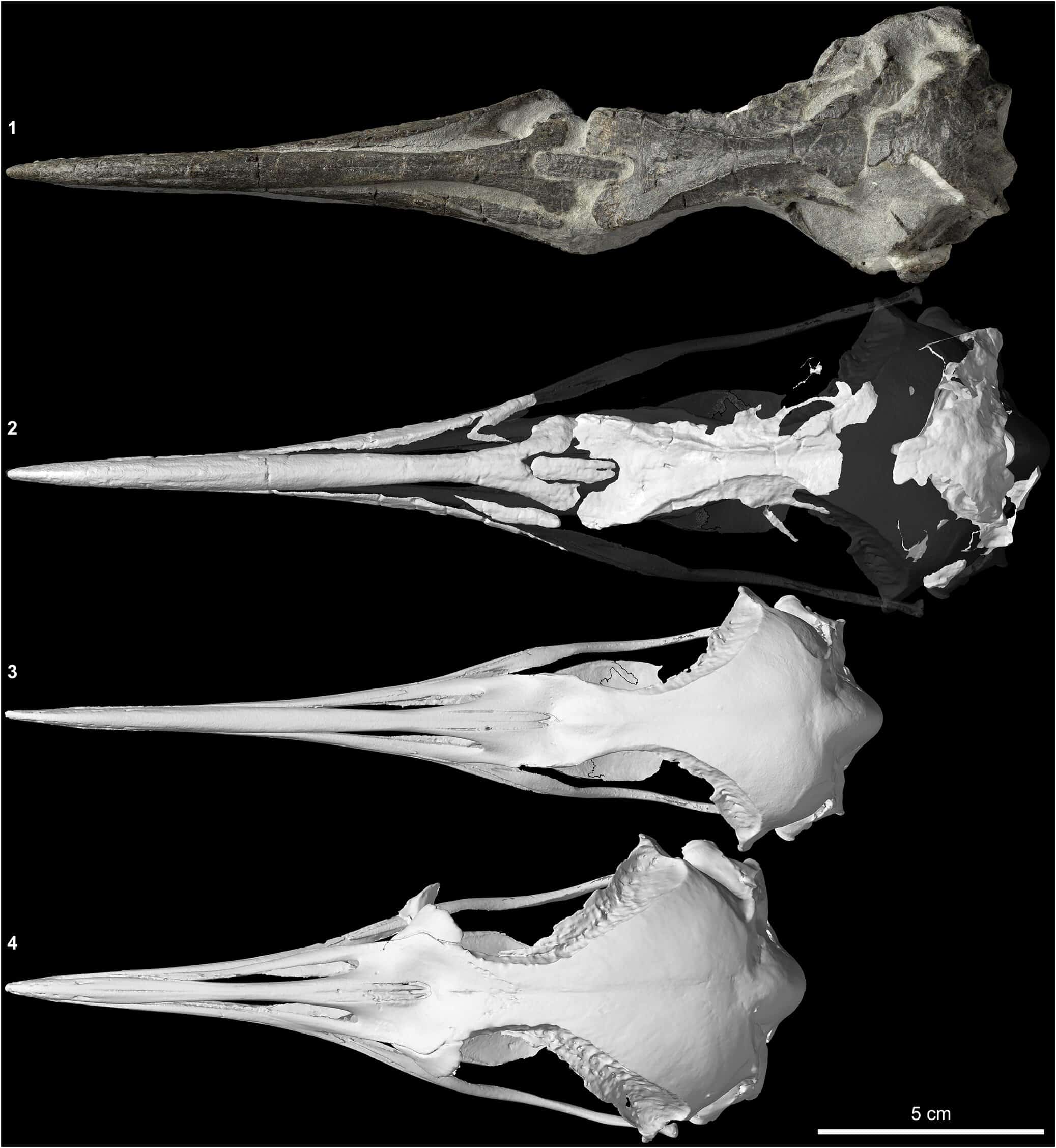 Ancient emperor penguin’s fossil