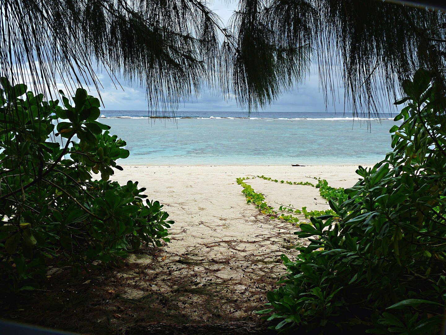 Pacific Island of Guam Faces Ecological Collapse as Millions of Snakes Take Over