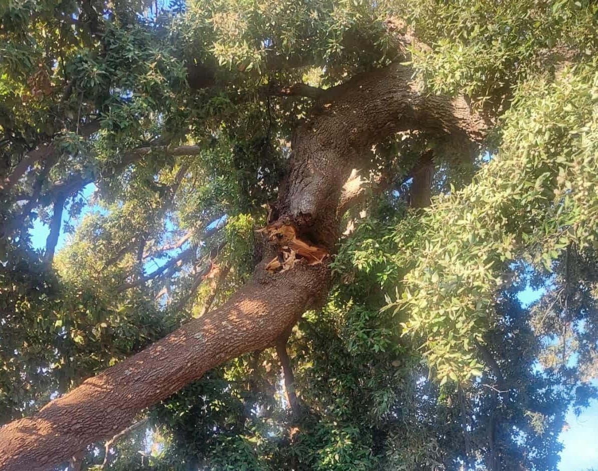A centuries-old oak tree, a symbol of the Greek Revolution, has collapsed in Messinia, Greece