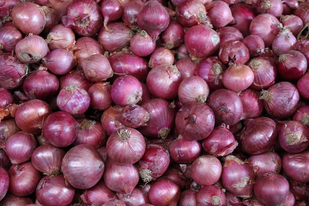 https://greekreporter.com/wp-content/uploads/2025/09/red-onions-credit-denish-c-cc-by-nc-nd-20.jpg