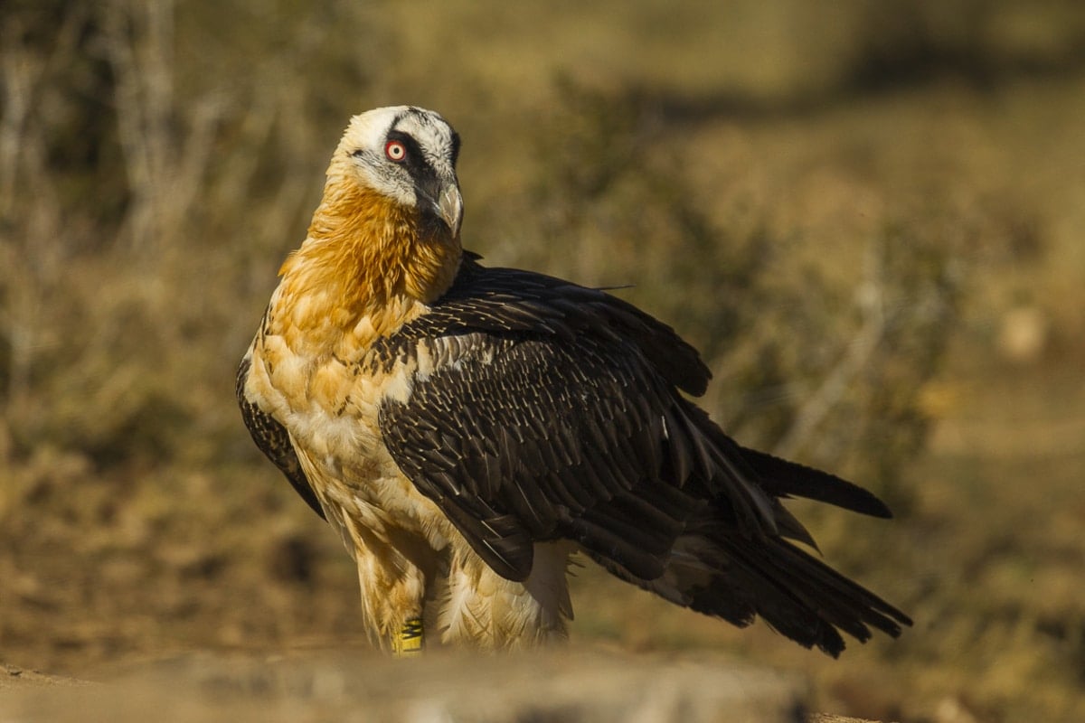Bearded Vulture Nest Artifacts