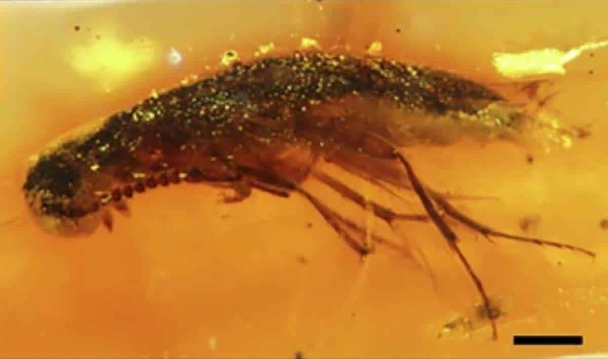 A fly preserved in early Albian amber from Ecuador