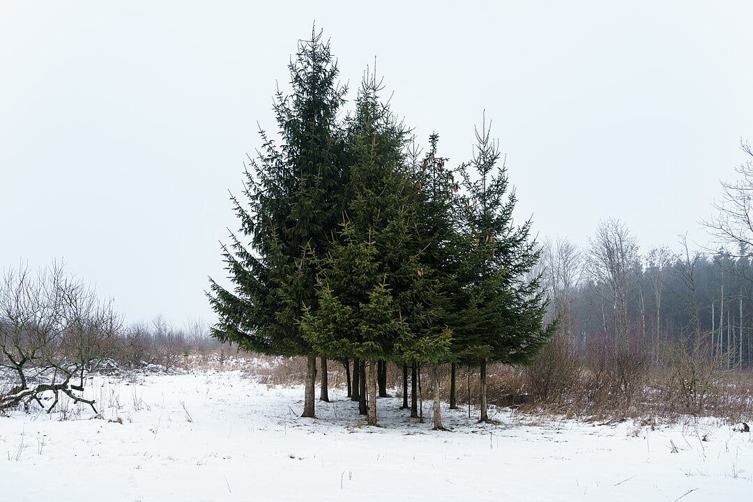 A Norway spruce (Picea abies) tree