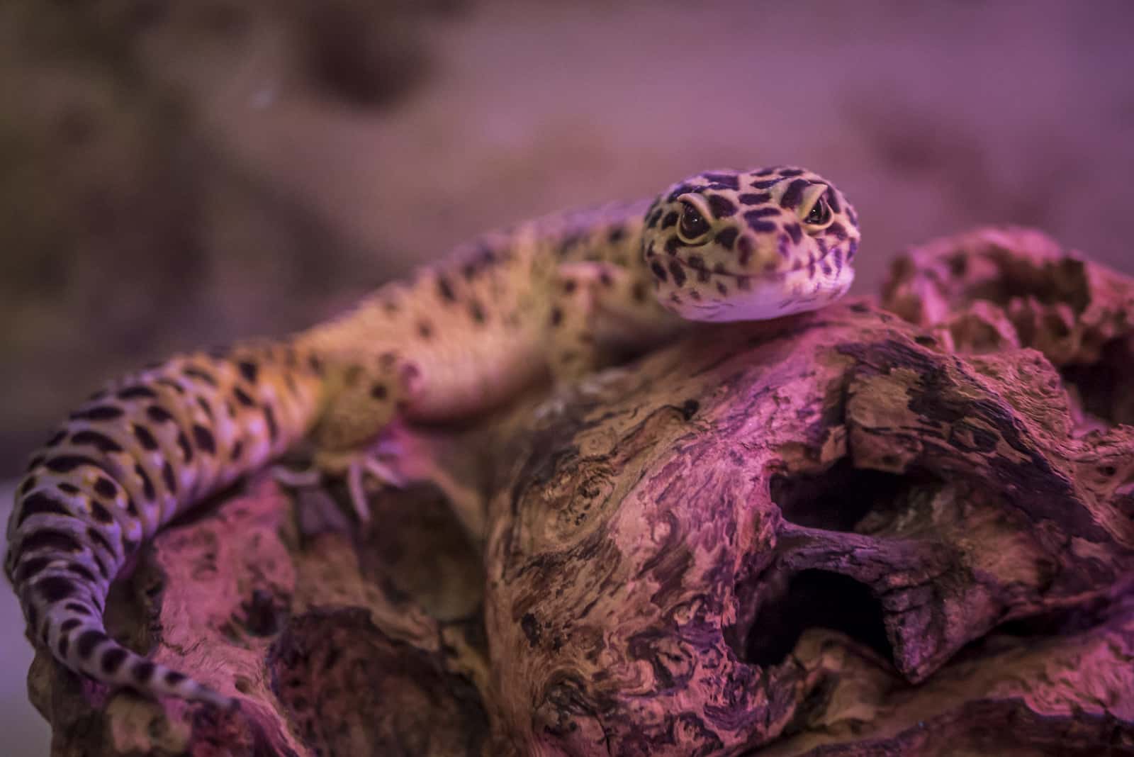 A spotted gecko