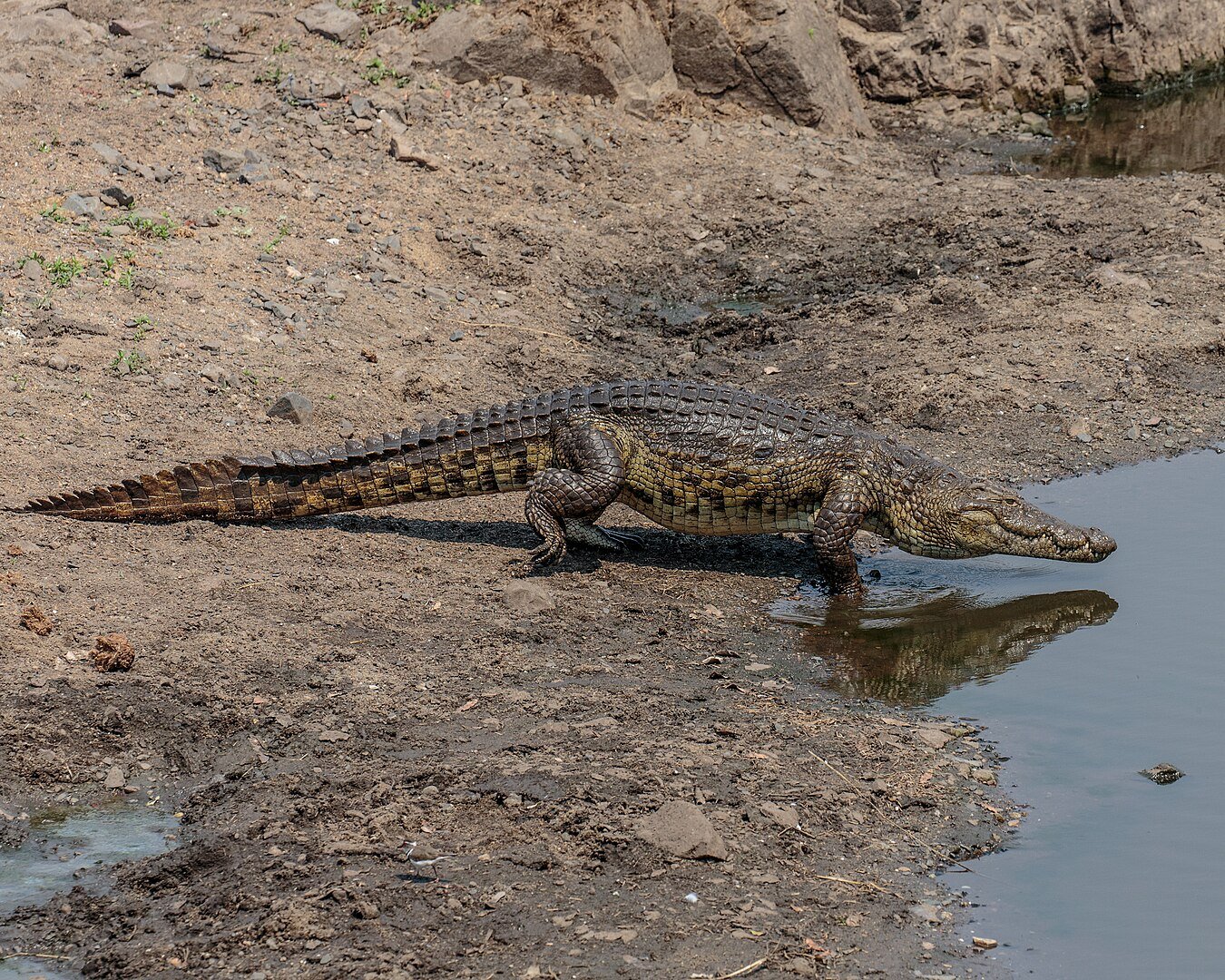 Adult Nile Crocodile
