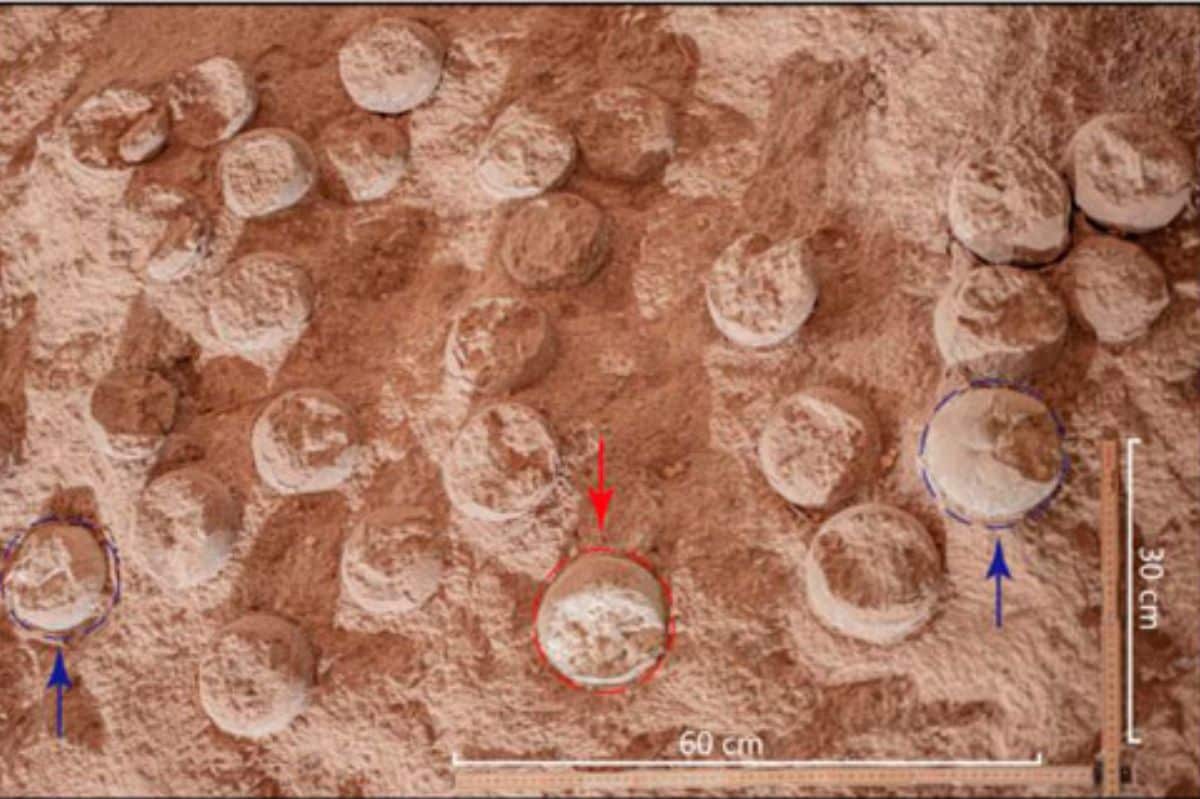 86 Million-Year-Old Dinosaur Egg Discovered in China