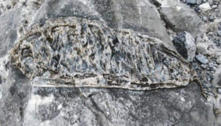 Fish fossil Crete