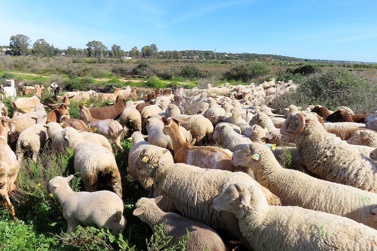 Greece tightens surveillance and enforcement measures to incorporate the sheep pox outbreak