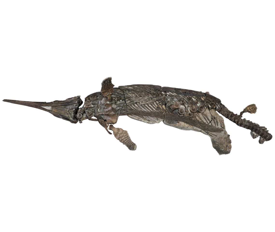 Jurassic 'sword dragon' prehistoric reptile