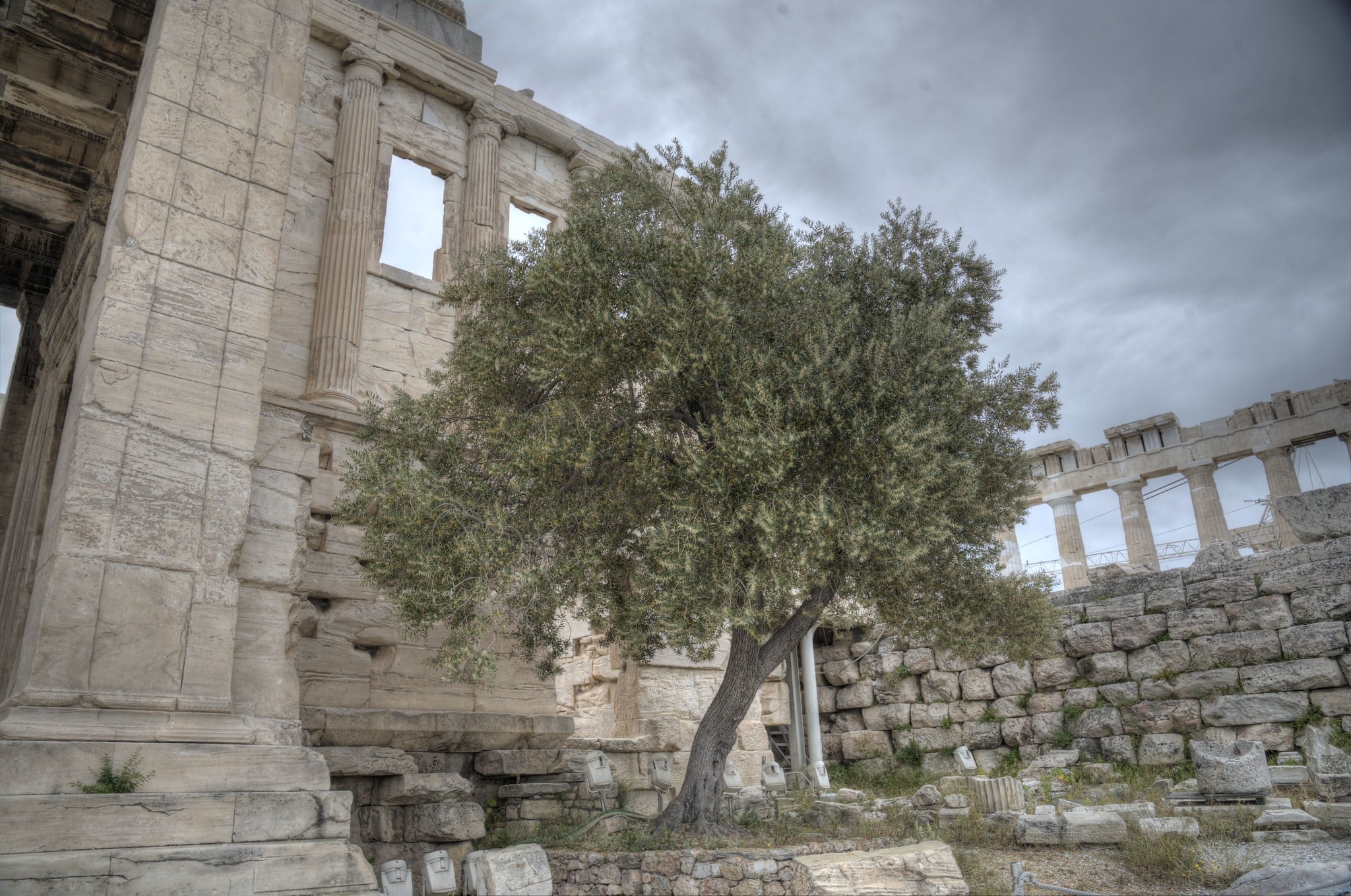 Olive histrion connected the Acropolis