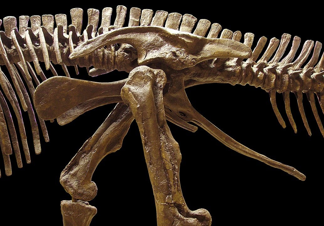 Pelvic bones, hip joint, and adjacent structures of Edmontosaurus