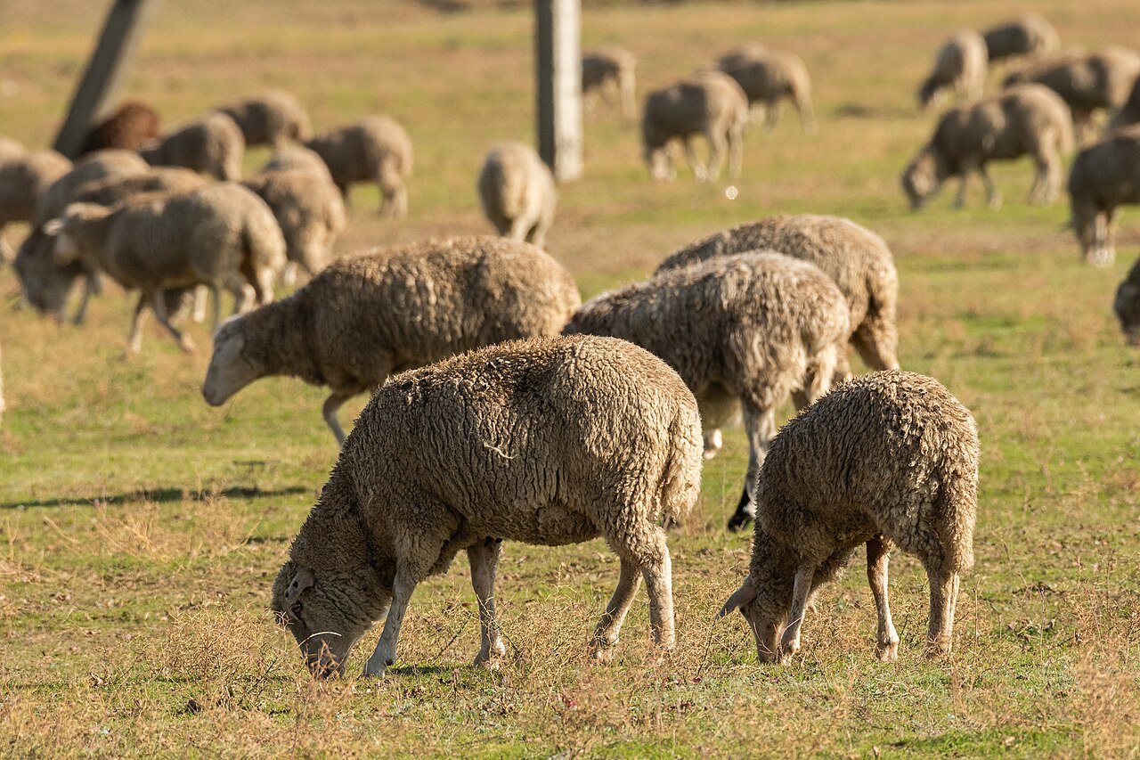 Greek Farmers Turn to Illegal Vaccines Amid Sheeppox Outbreak