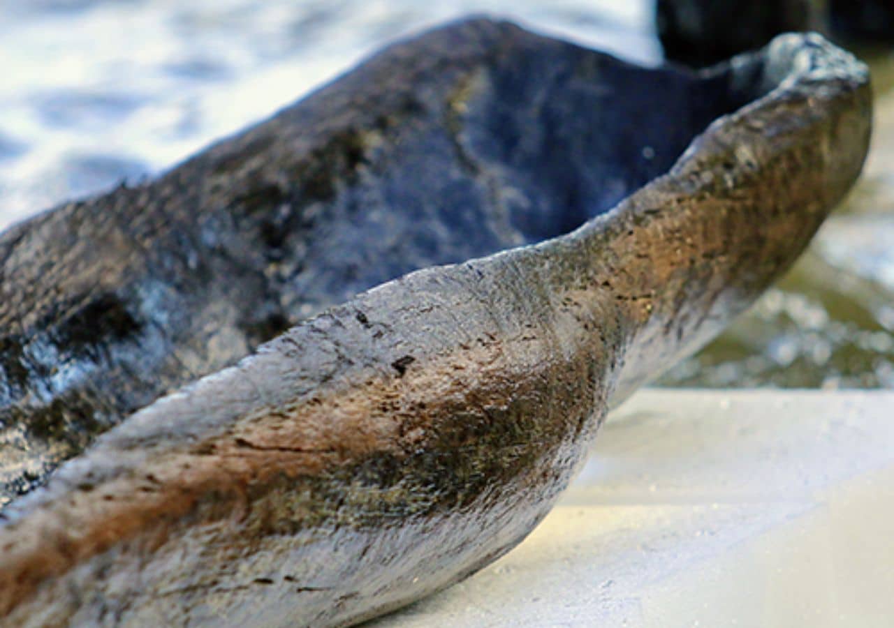 Native American Canoes Discovered in Wisconsin Lake Reveal 5,200 Years of History