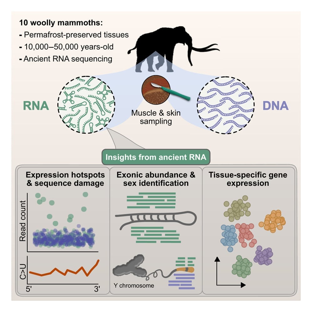 woolly mammoth RNA