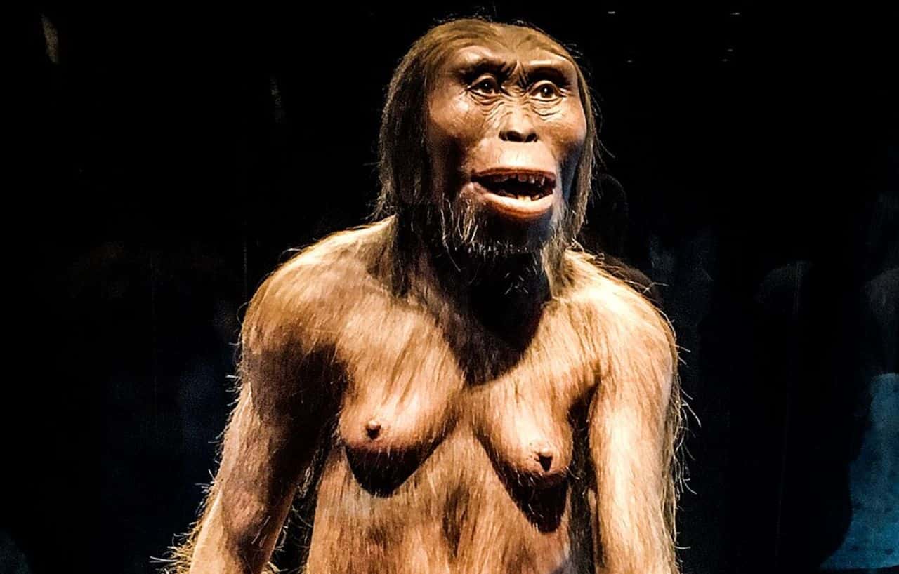 Reconstruction of Lucy at the National Museum of Anthropology in Mexico