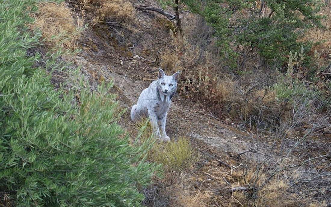 Rare White Iberian Lynx Spotted in Spain