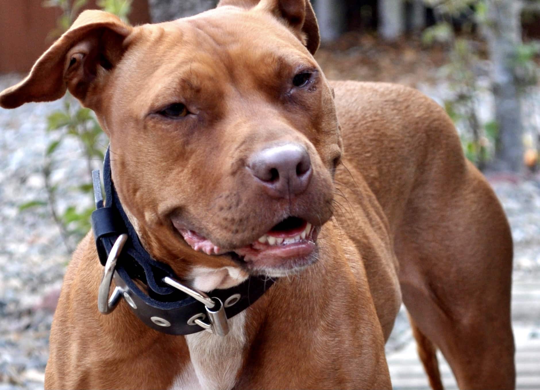 2-Year-Old Boy Mauled to Death by Pit Bull in Greece