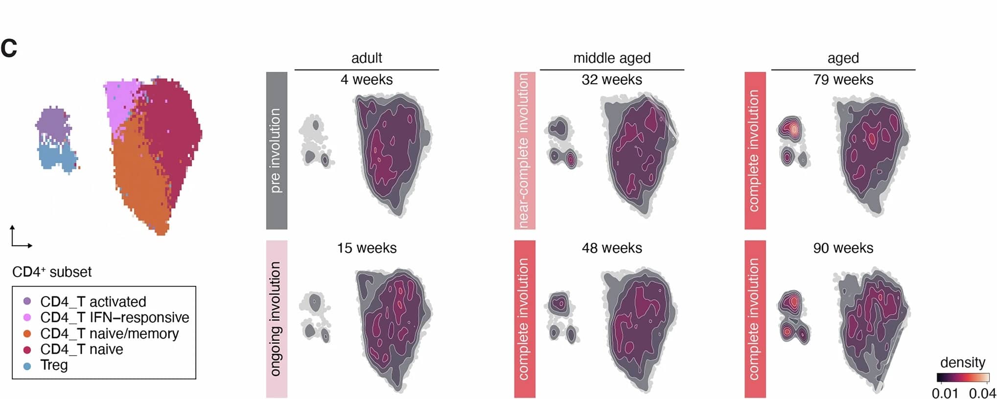 MIT Aging Immune System