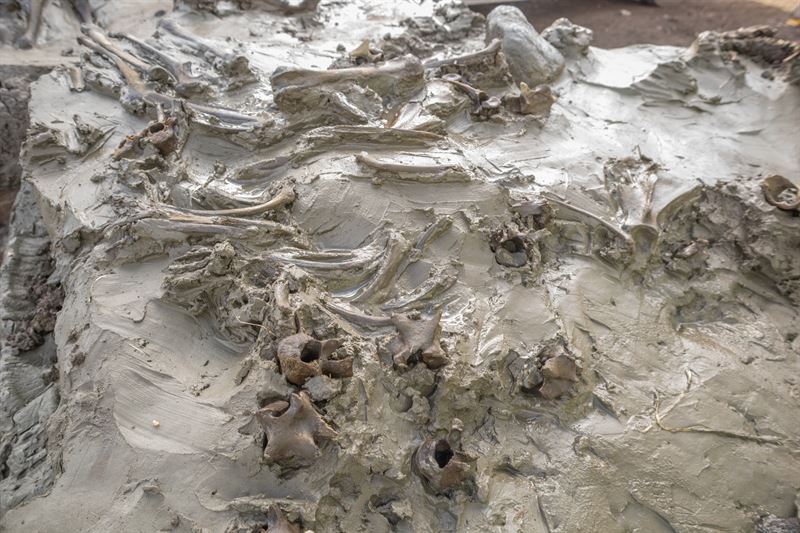 Archaeologists excavate a Late Neolithic dog burial at Logsjömossen near Järna in southern Sweden