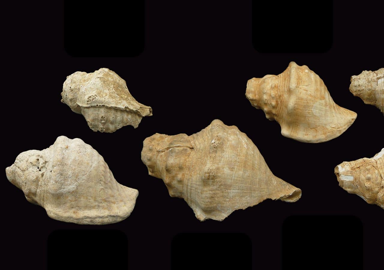 Neolithic Shell Trumpets in Spain Reveal Long-Distance Communication 6,000 Years Ago