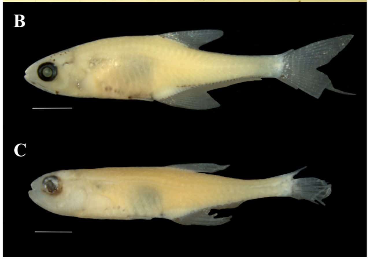 Scientists Discover Tiny Amazon Fish With Never-Before-Seen Organ