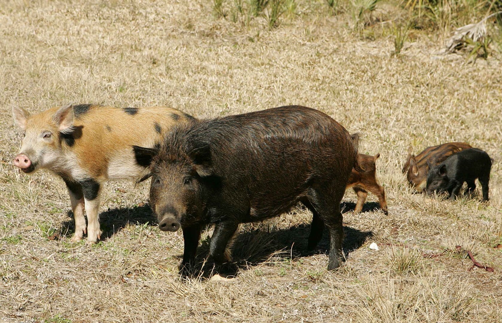 Humans Shaped Pacific Ecosystems by Transporting Pigs 50,000 Years Ago