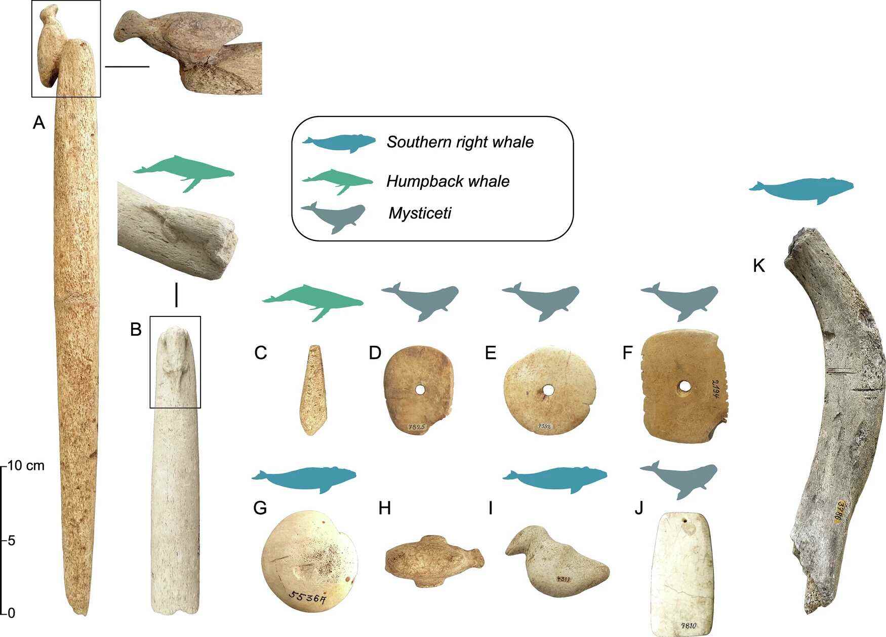 Common whale bone artefact types from sambaqui sites in Babitonga Bay
