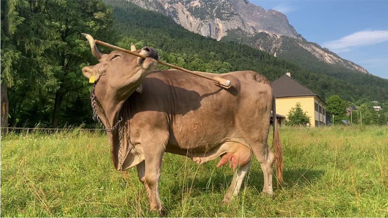 A cow in Austria uses a stick to scratch her body in a documented case of tool use