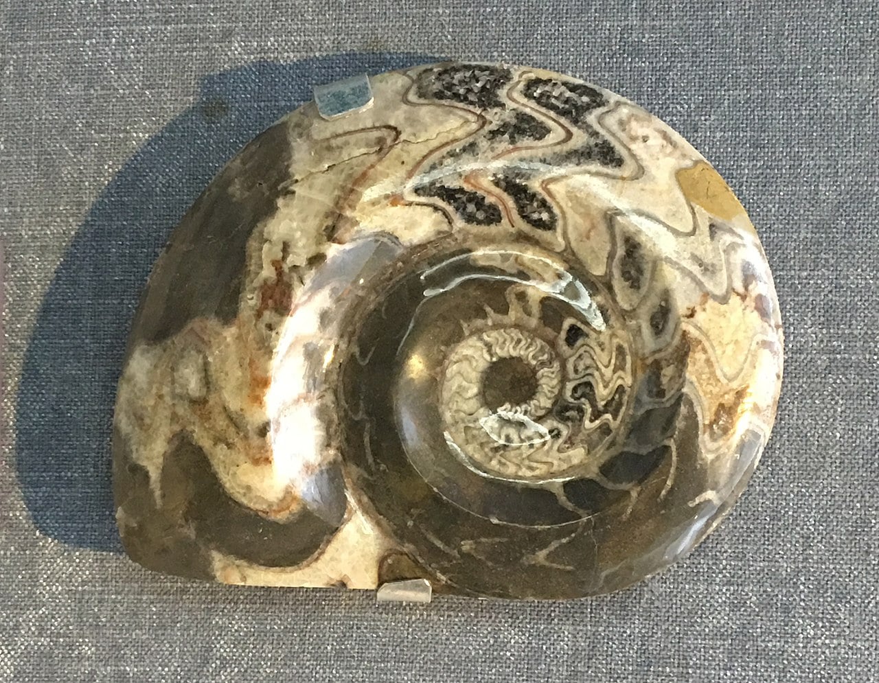 Goniatites fossil