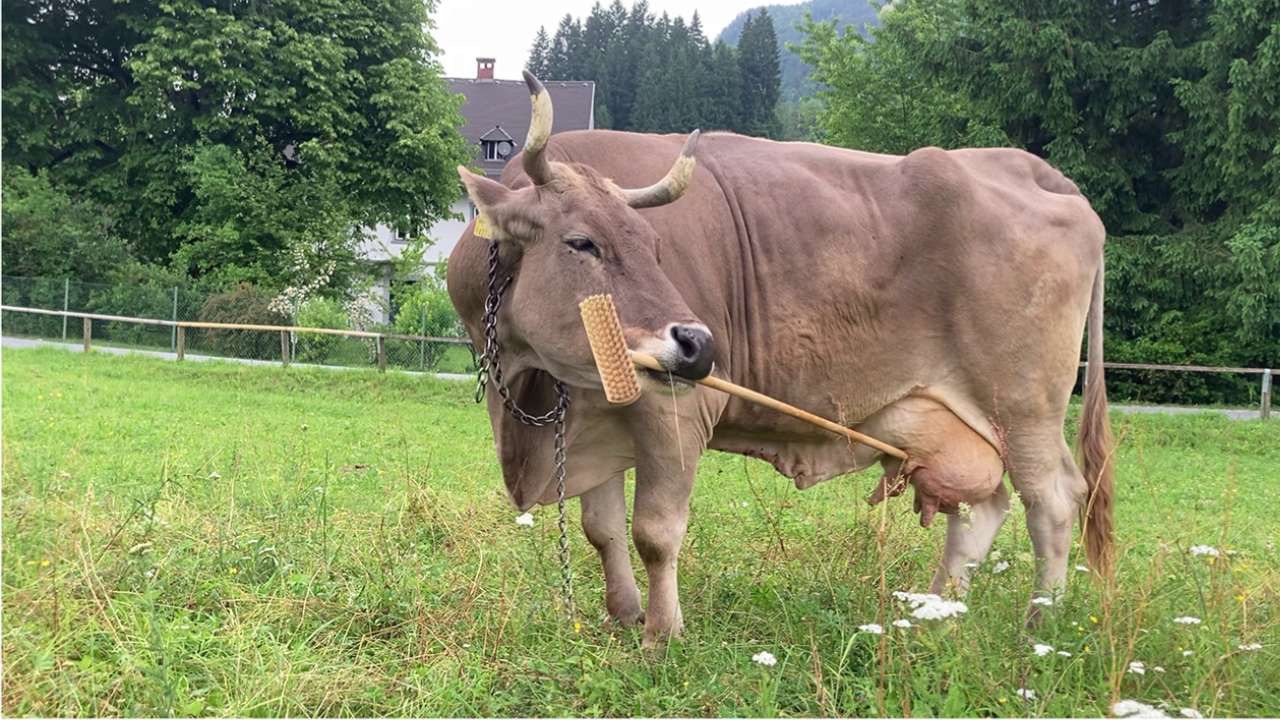 Veronika holds a deck brush to scratch