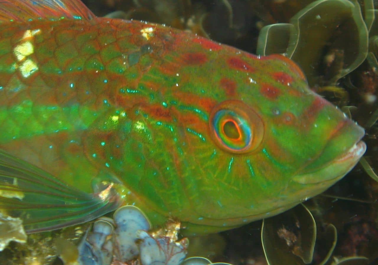 A male Senator Wrasse