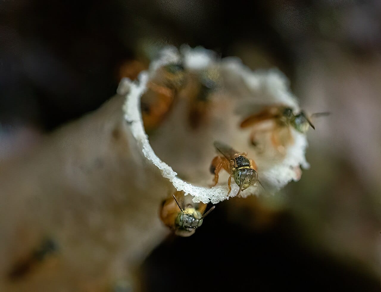 Stingless bees