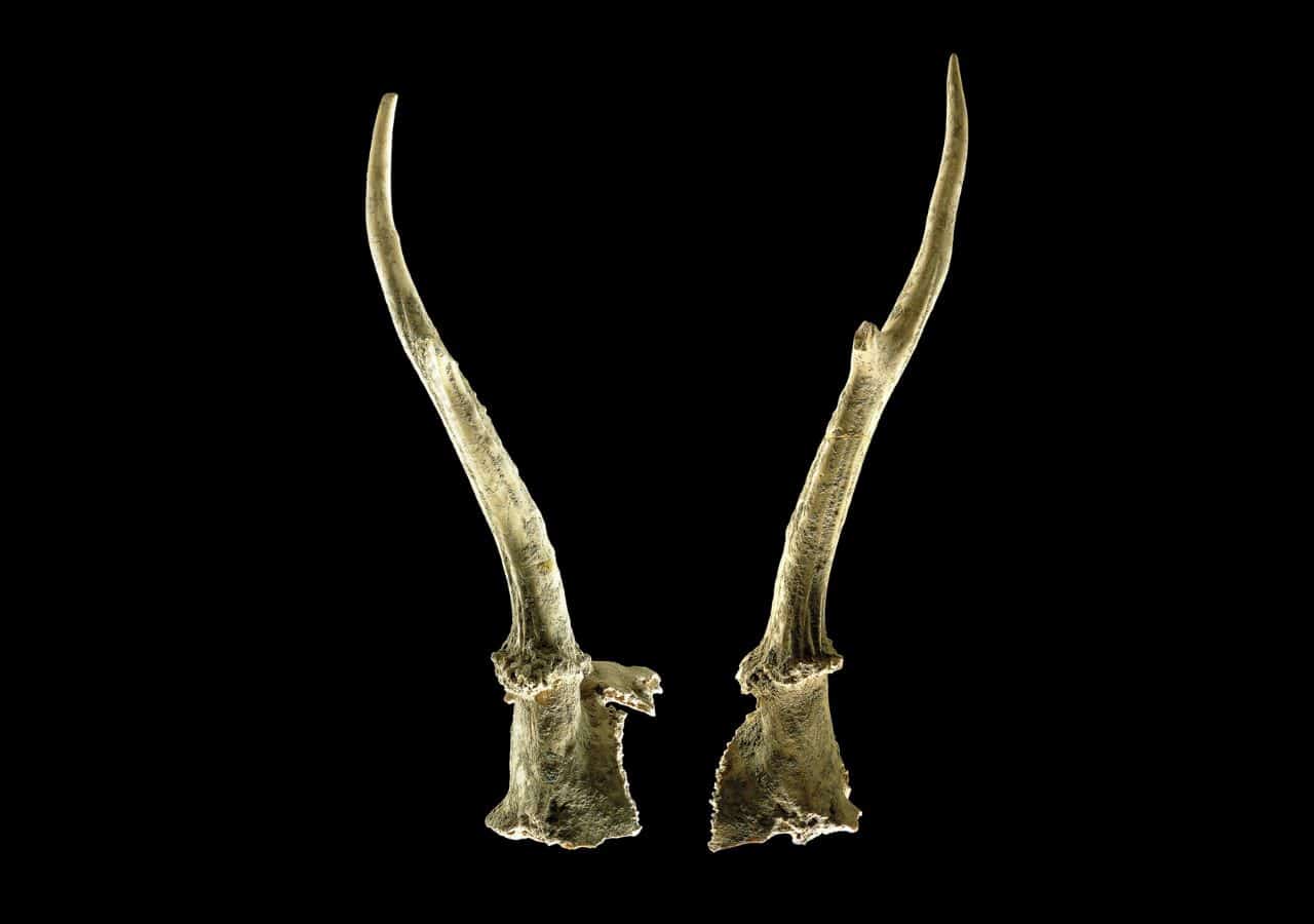 The two matching skull fragments with antlers of a roebuck
