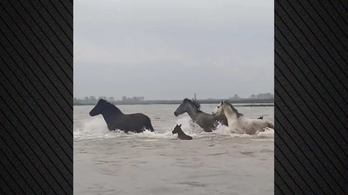 Wild Horses Brave Rushing Currents of Evros Delta in Greece