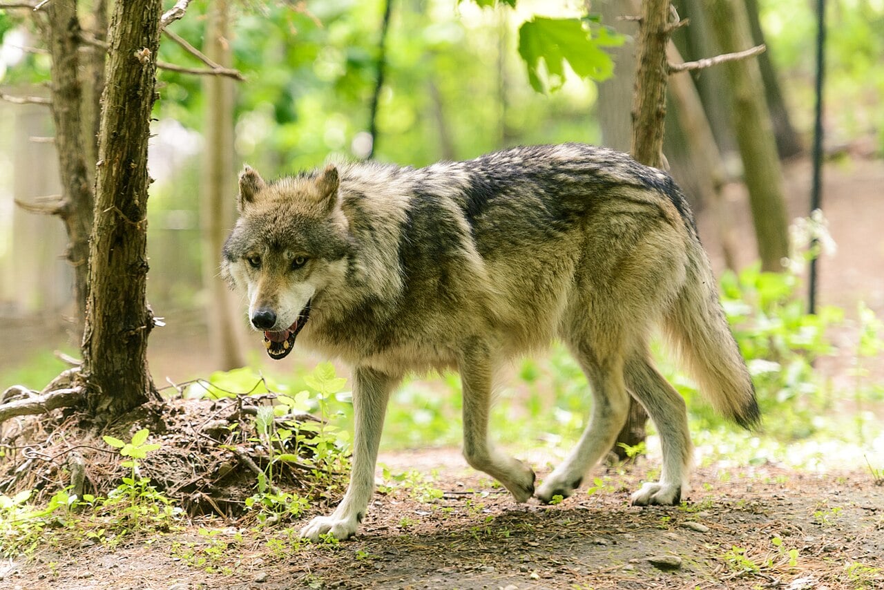 Wolf in a forest, Greece