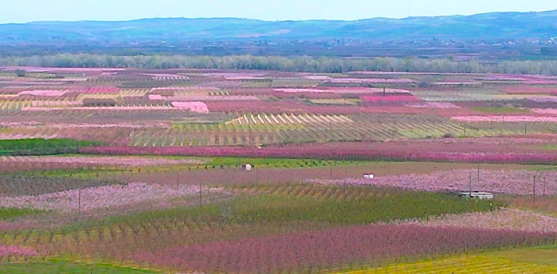 Peach-Blossom__Imathia