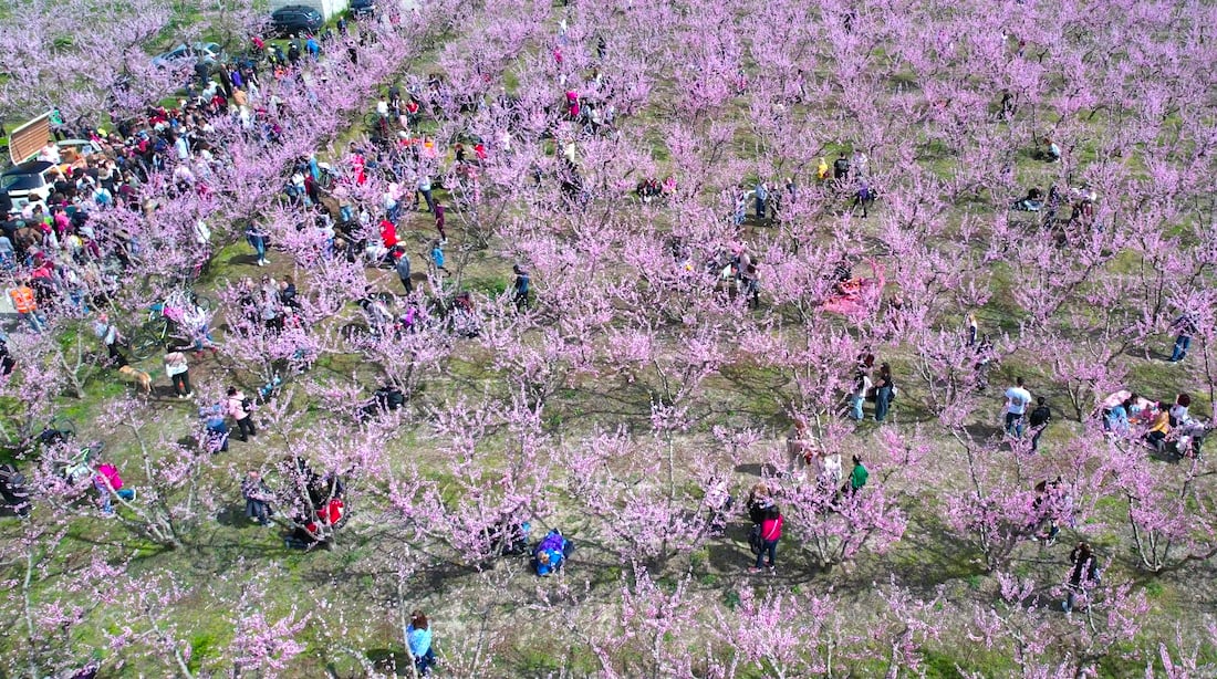 Peach-Blossom__Imathia