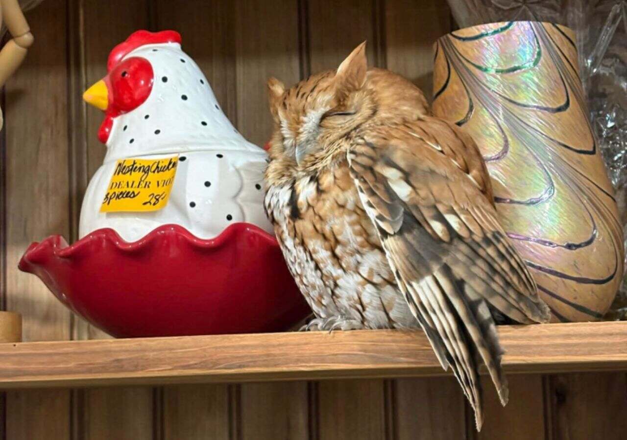 An owl rests on a shelf at an antique shop in Greene County