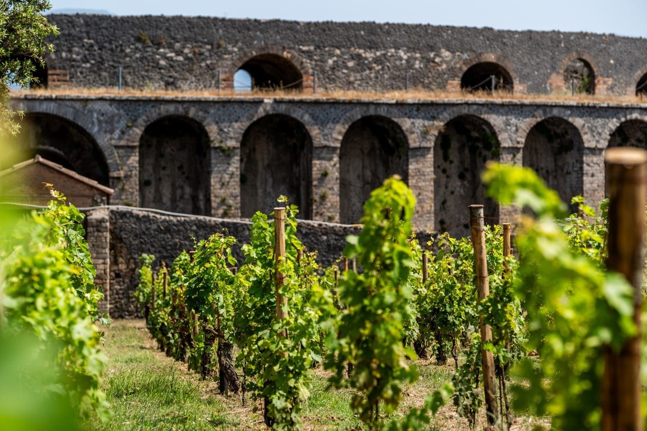Ancient viticulture revives in Pompeii Archaeological Park
