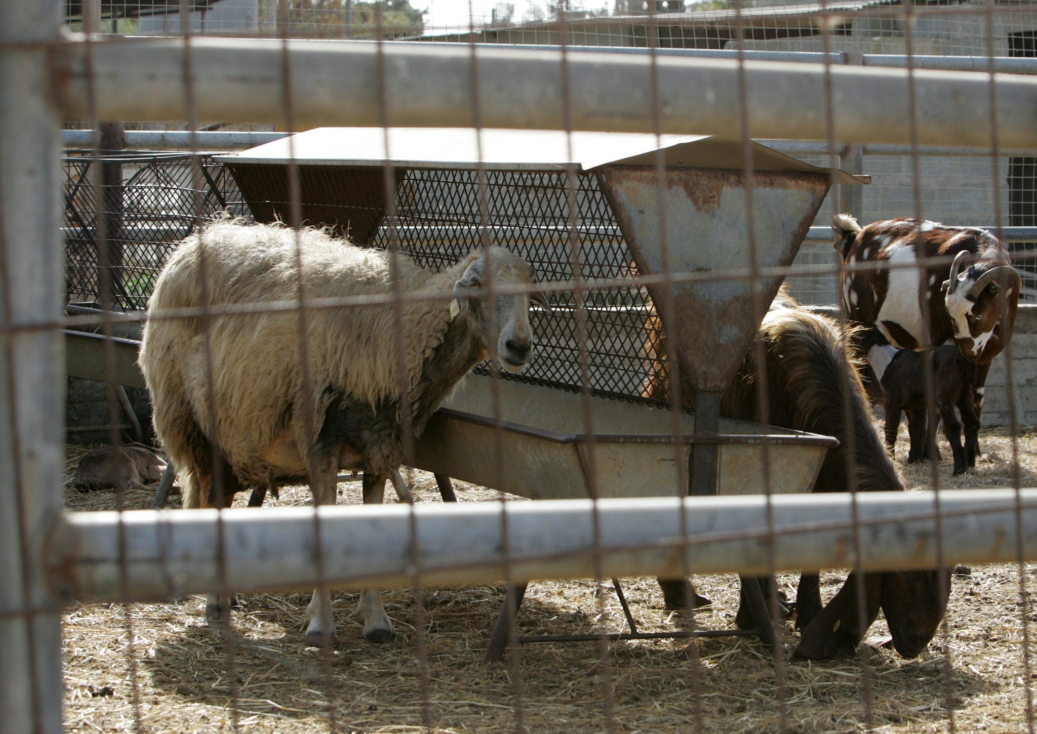 Farm animals. Greece has confirmed its first foot-and-mouth disease case in 25 years on Lesvos, prompting emergency livestock restrictions.