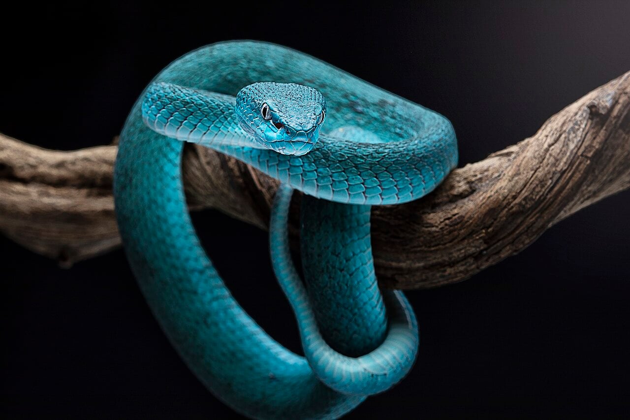 Eleven New Animal Species Discovered In Cambodia’s Cave Systems