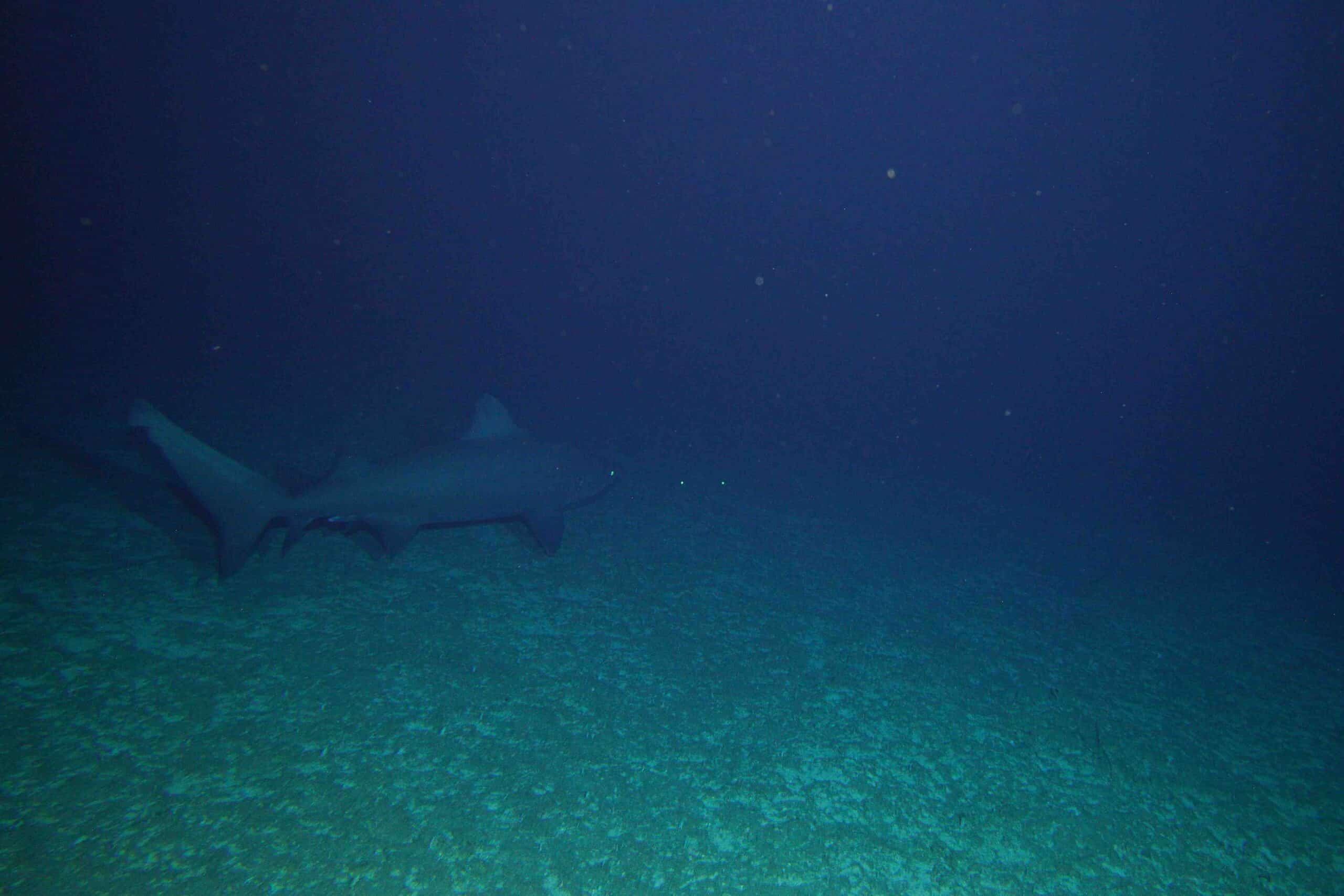 Scientists Discover Over 110 New Fish Species in Deep Coral Sea