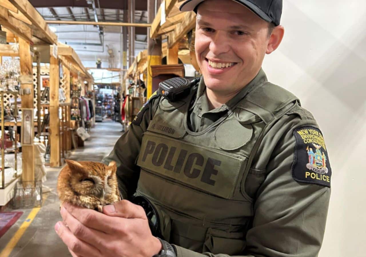 ECO Milliron with the sleepy owl observed inside an antique shop