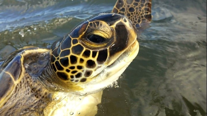 Rare Sighting: Green Sea Turtles Spotted in Greek Lagoon