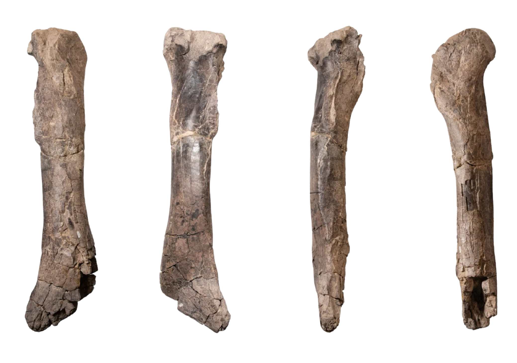 Multiple views of the fossilized tibia (shinbone) from the Hunter Wash tyrannosaur discovered in northwestern New Mexico