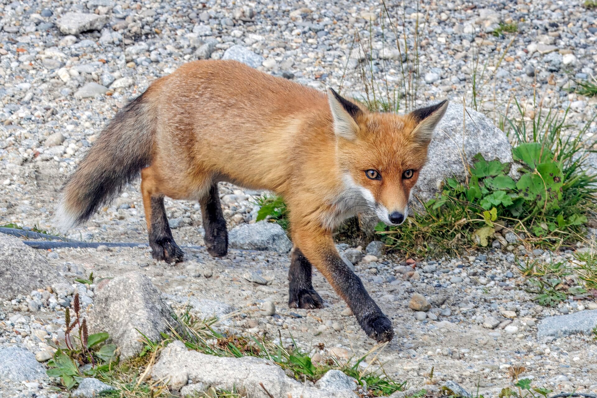 Red fox