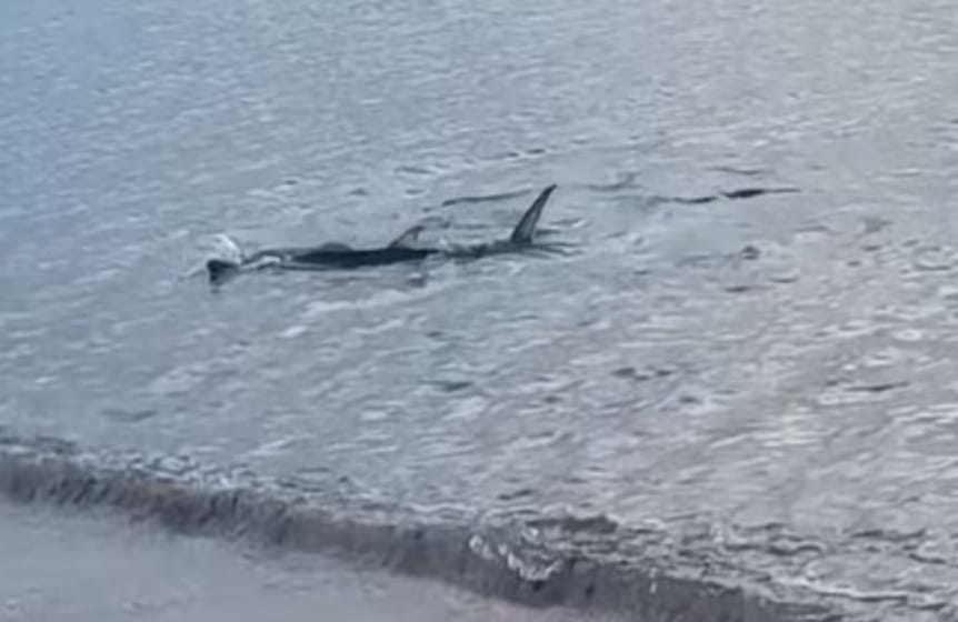 Shark Sighting Stirs Onlookers on Athens Coast